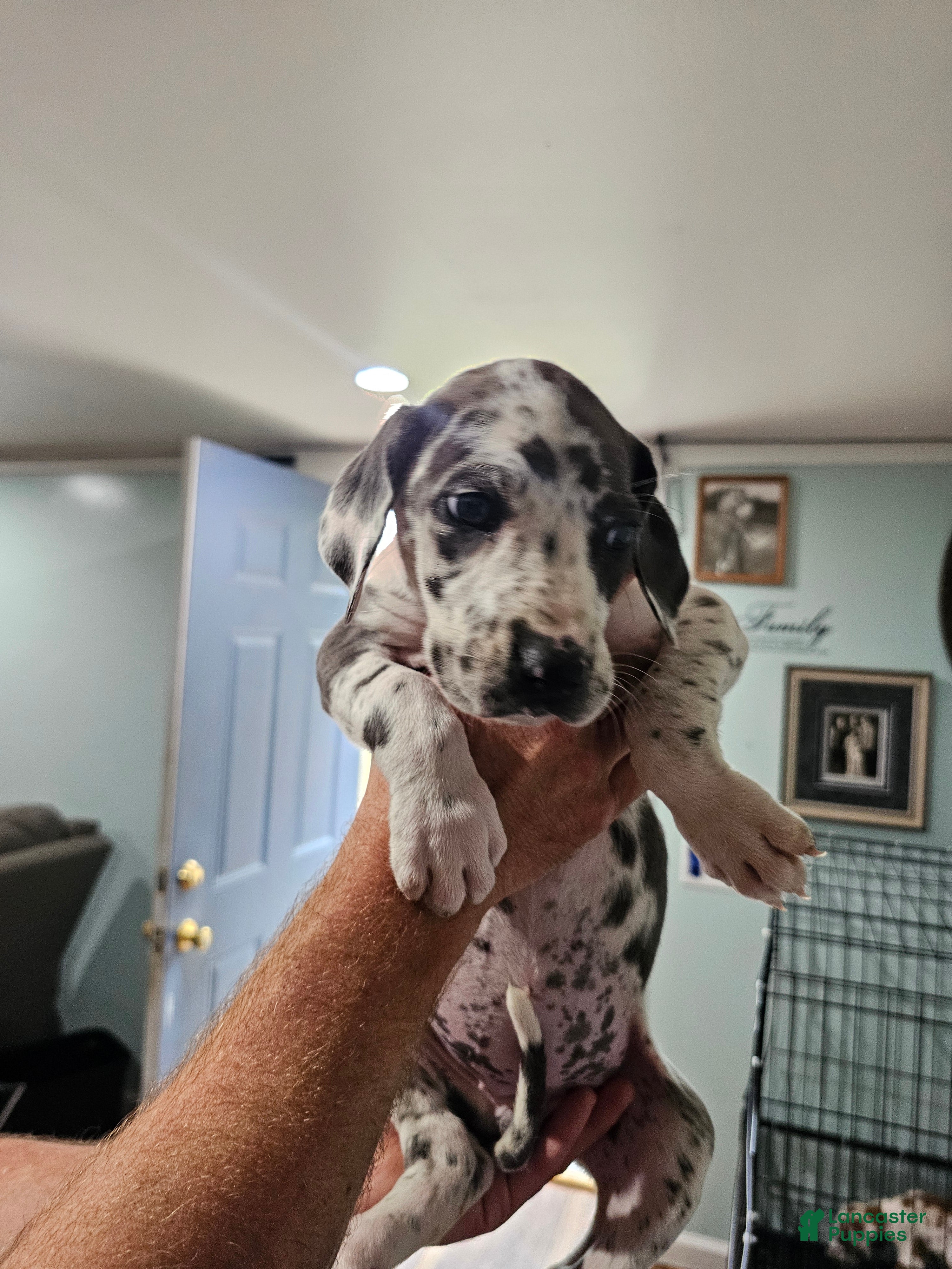 Great Dane dogs Blue Harlequin - Ad 1