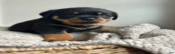 Rottweiler dogs for sale: Lily - Ad 3