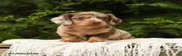 Miniature Dachshund dogs for sale: Icon - Ad 2