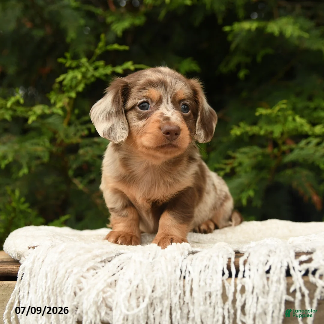 Miniature Dachshund dogs for sale: Icon - Ad 2