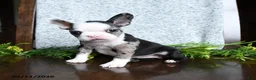 Boston Terrier dogs for sale: Emma - Ad 4