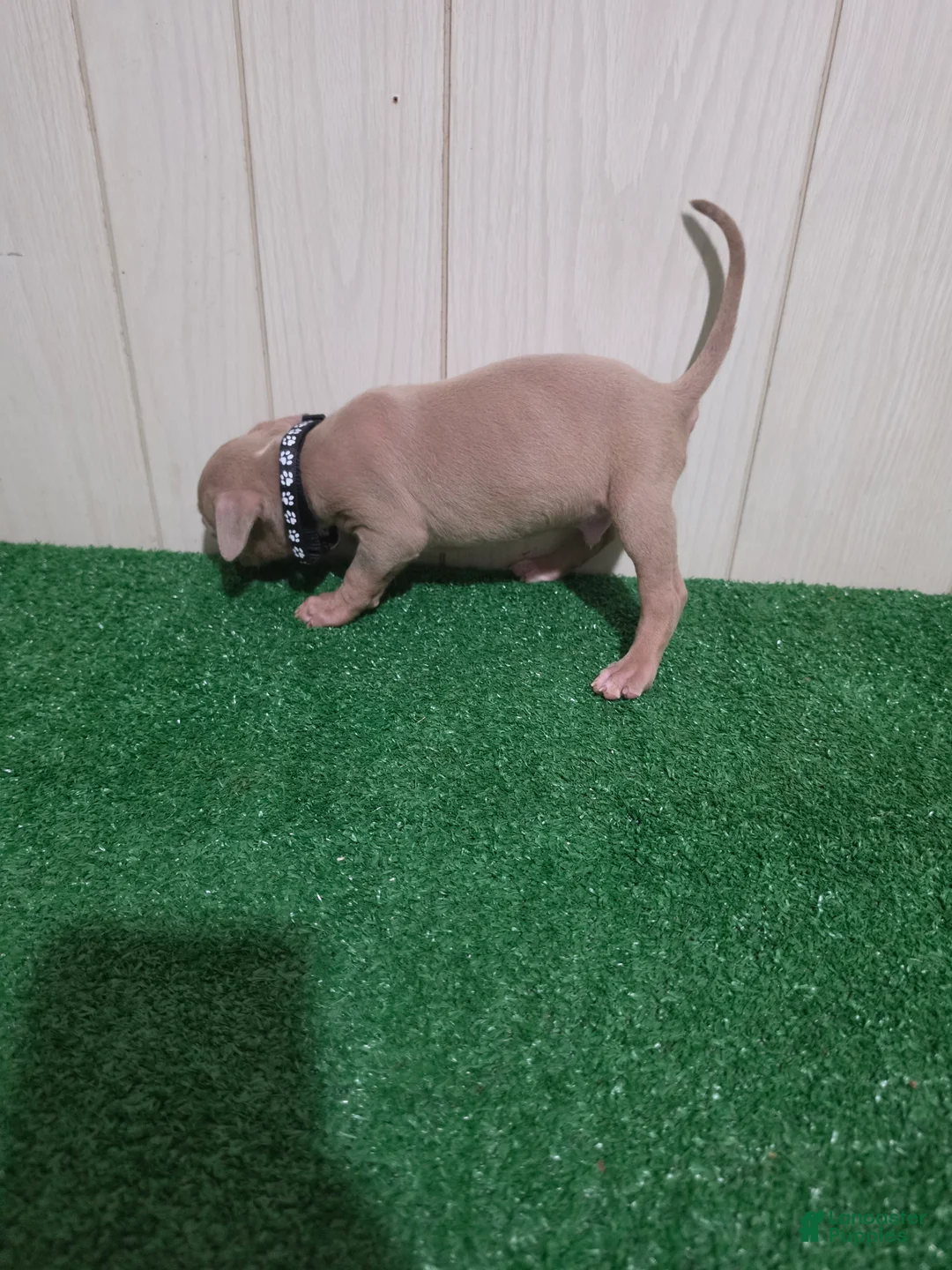 American Bully dogs for sale: American Bully XL Puppy 5 (Black Collar) - Ad 2