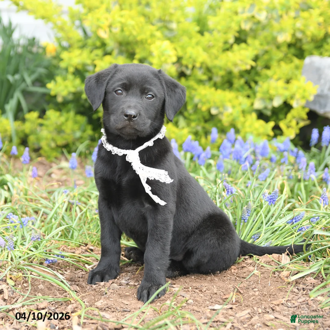 Mixed Breed dogs for sale: Charm  - Ad 3