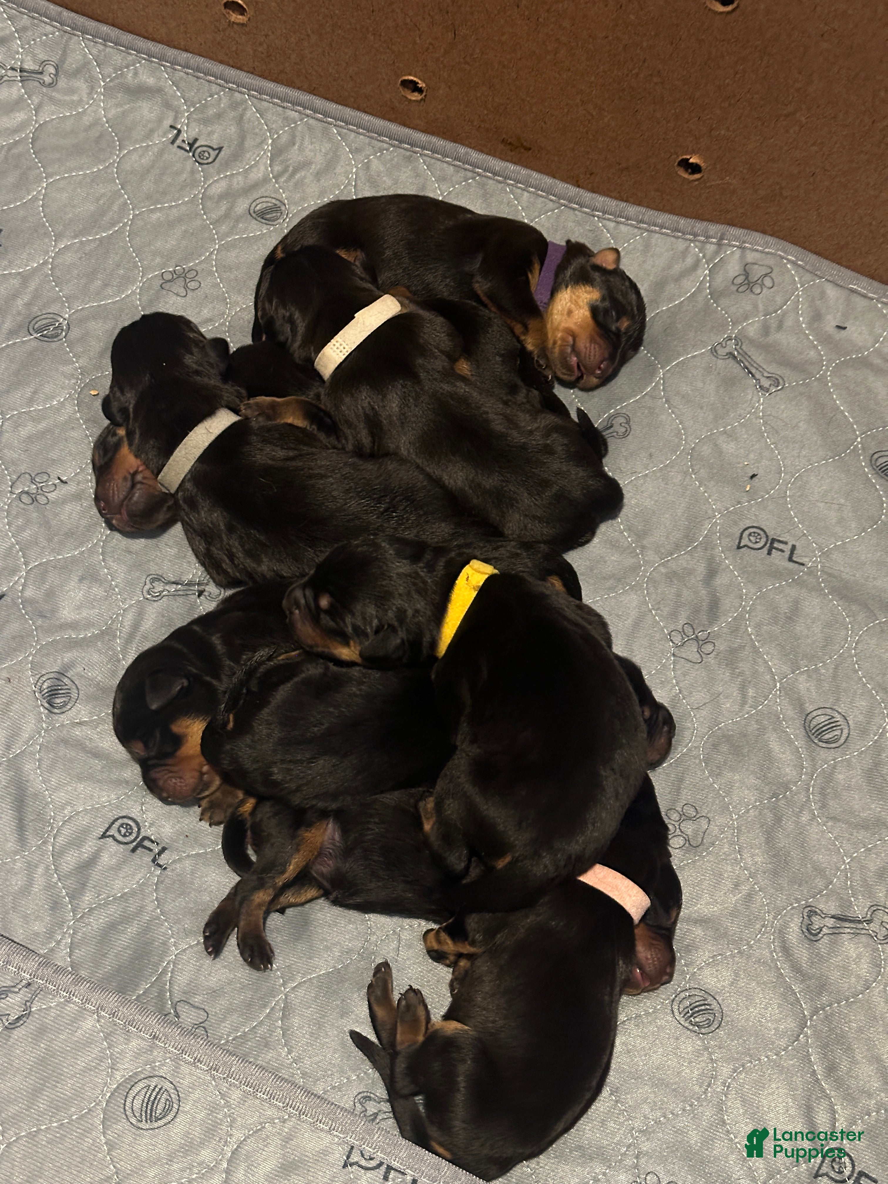Rottweiler dogs for sale: Winny - Ad 1