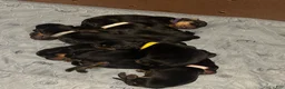 Rottweiler dogs for sale: Winny - Ad 1