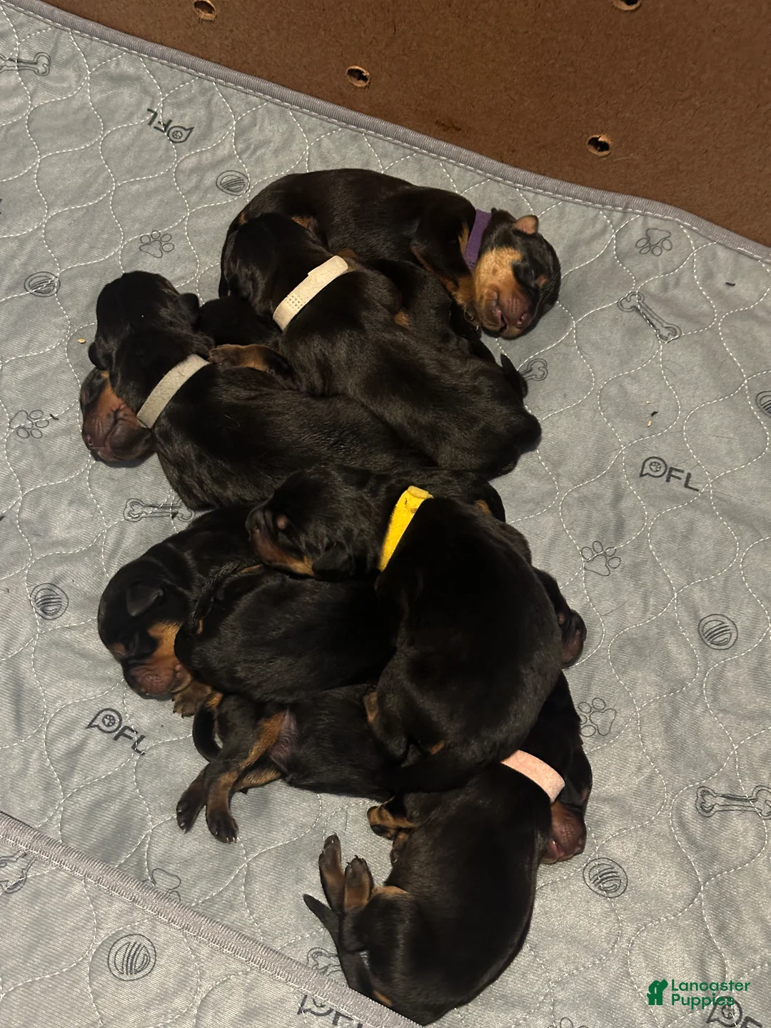Rottweiler dogs for sale: Winny - Ad 1