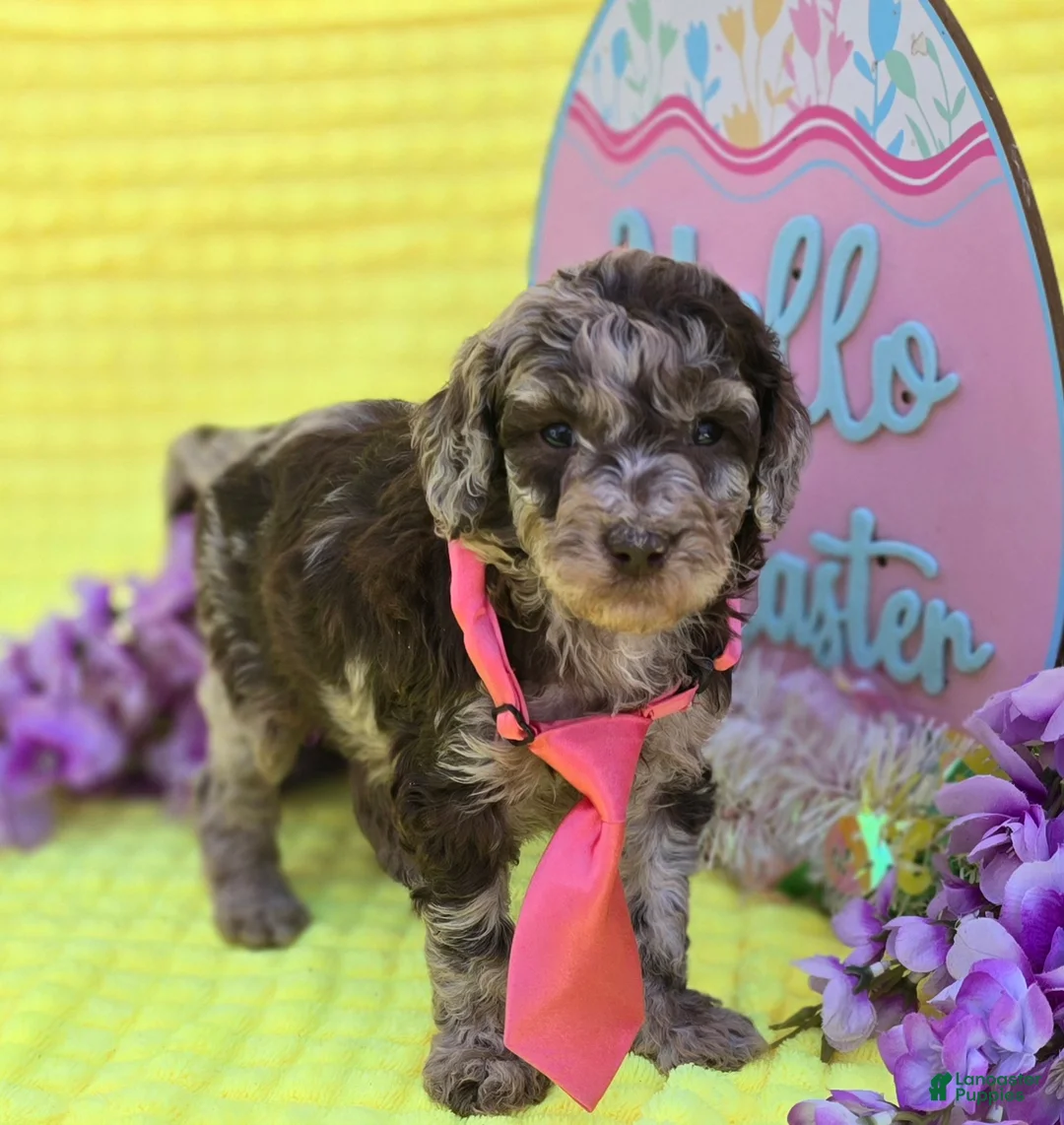 Mini Goldendoodle dogs for sale: Archer - Ad 1