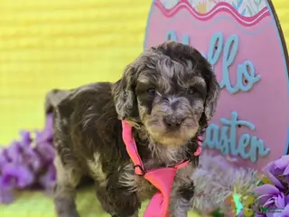 Mini Goldendoodle dogs Archer - Ad 16