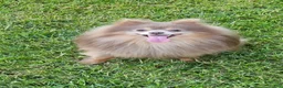 Pomeranian dogs for sale: Toby - Ad 16