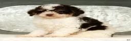 Miniature Poodle dogs for sale: Patches - Ad 8