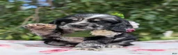 Cocker Spaniel dogs for sale: Chloe - Ad 8