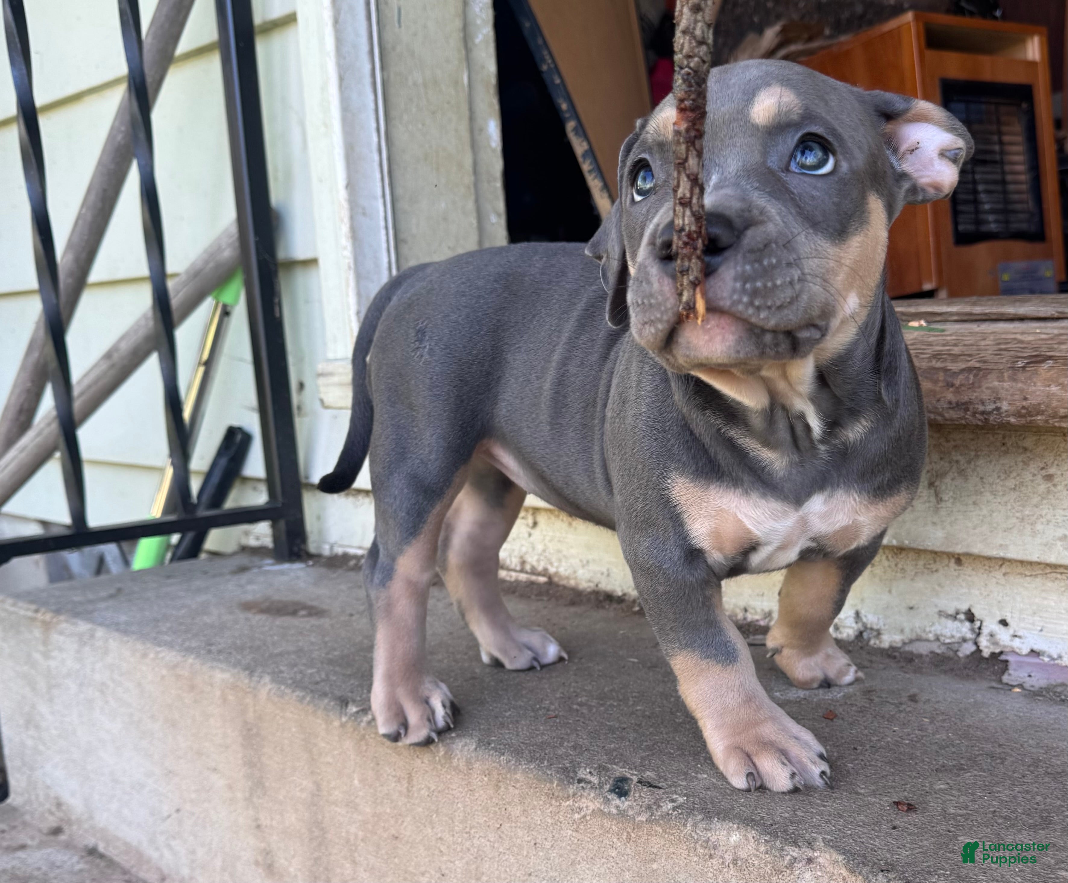 American Bully dogs Misty - Ad 2