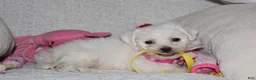 Bichon Frise dogs for sale: 🩷Jasmine🩷  - Ad 14