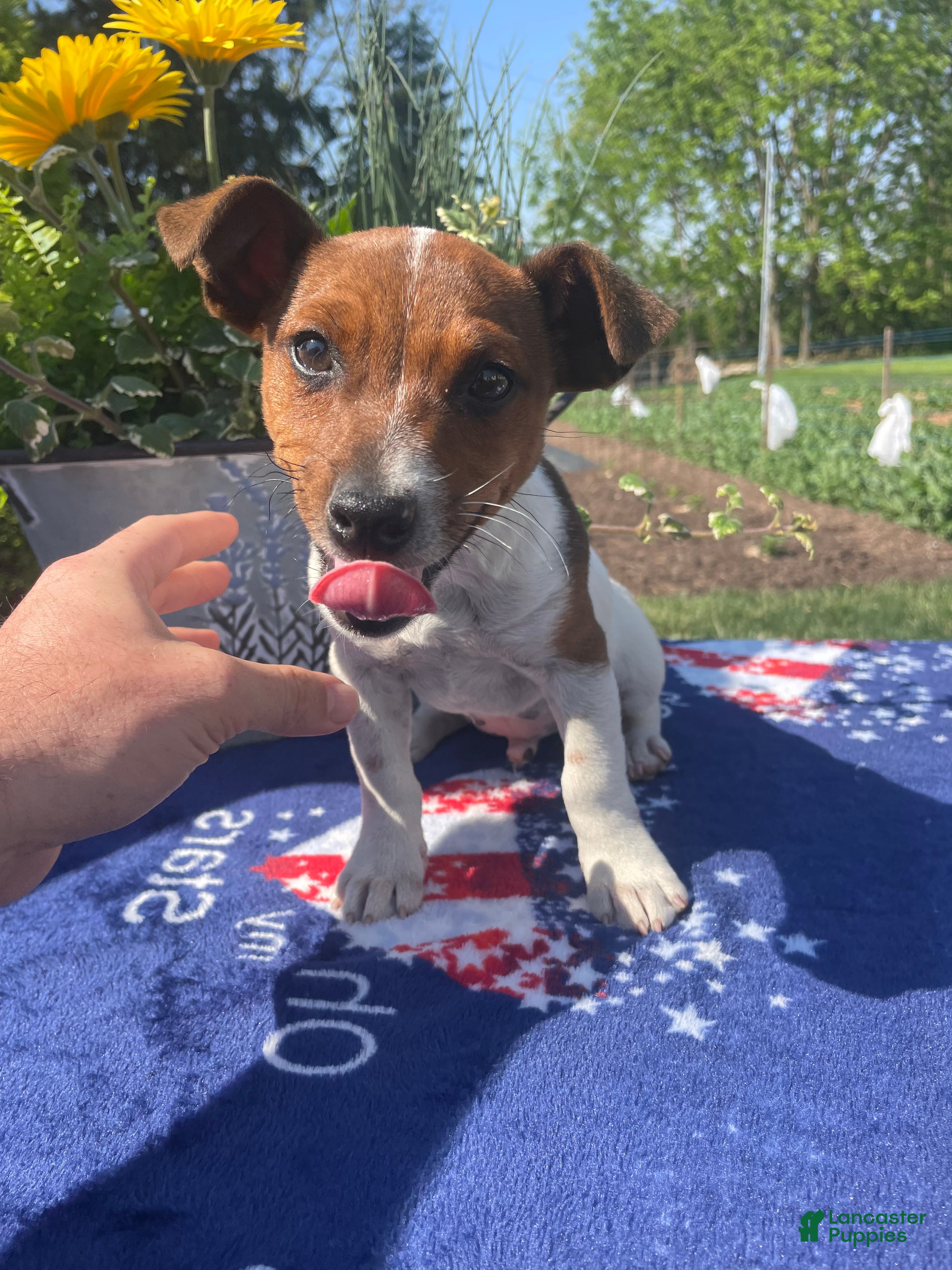 Jack Russell Terrier dogs Eddie - Ad 38