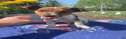 Jack Russell Terrier dogs for sale: Eddie - Ad 1