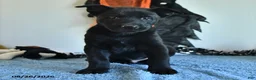 Belgian Malinois dogs for sale: Lupin - Ad 6