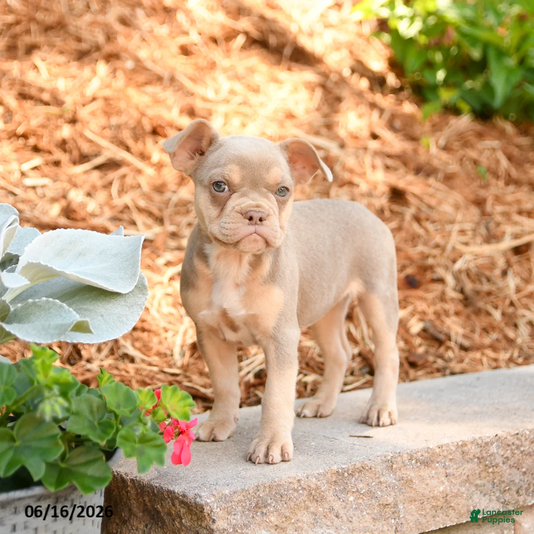 Frenchton dogs for sale: Zara - Ad 3