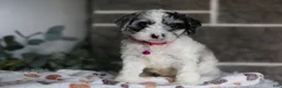 Cavapoo dogs for sale: Winnie - Ad 7