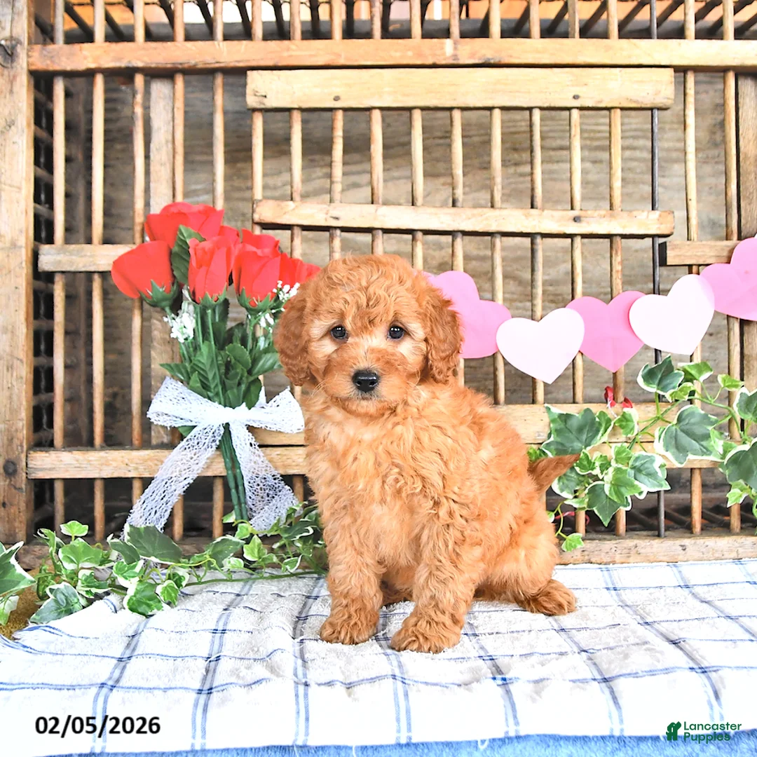 Mini Goldendoodle dogs for sale: Martina - Ad 3