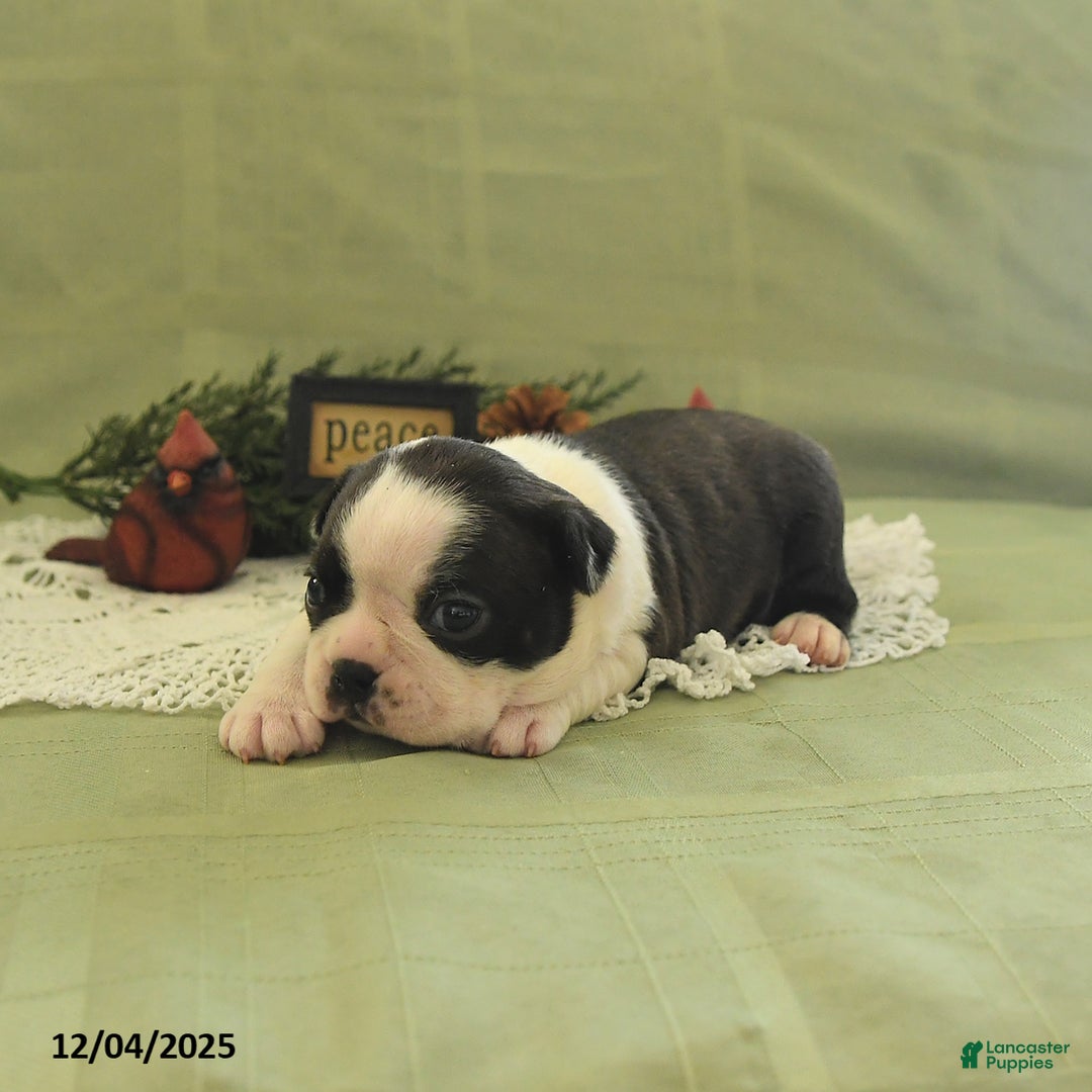 Boston Terrier dogs for sale: Dasher - Ad 3