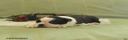 Boston Terrier dogs for sale: Dasher - Ad 32