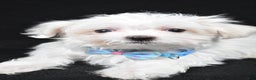 Maltese dogs for sale: Lyndon - Ad 7