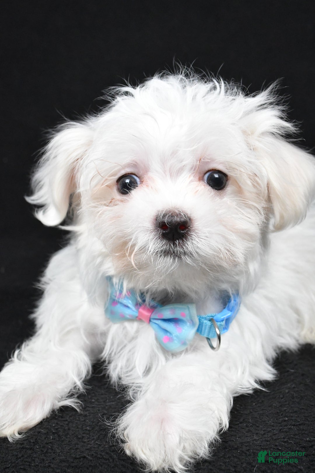 Maltese dogs for sale: Lyndon - Ad 7