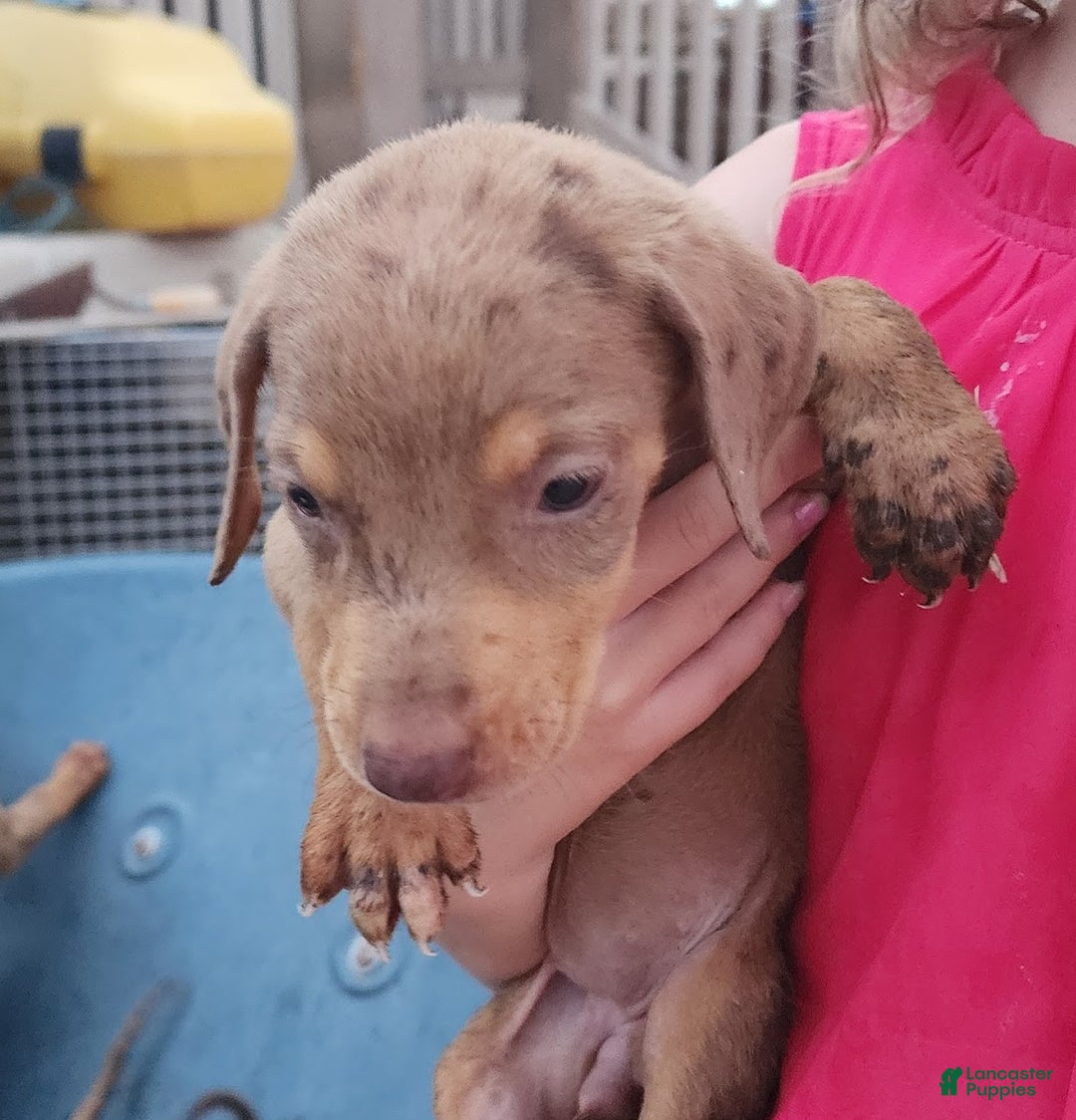 Mixed Breed dogs for sale: POL Lilac Fawn Merle F RT - Ad 14