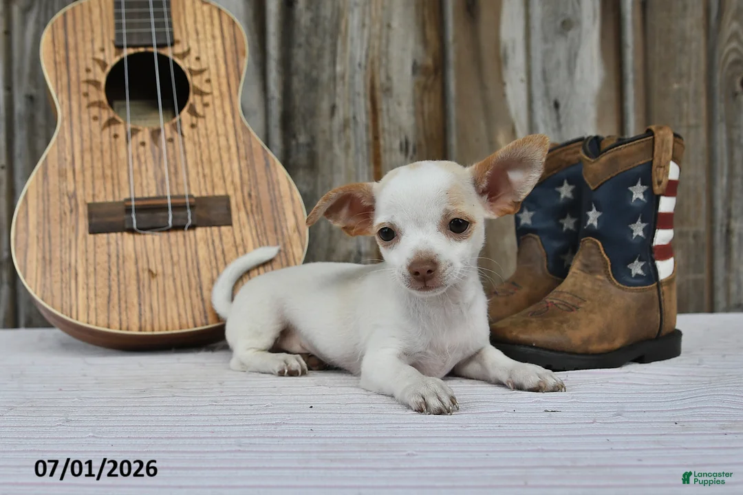 Chihuahua dogs for sale: Archie - Ad 5