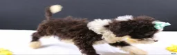 Mini Aussiedoodle dogs for sale: Dora - Ad 3