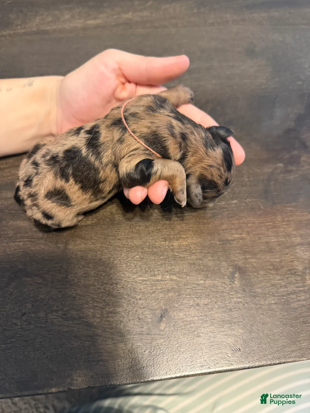 Aussiedoodle dogs for sale: Kit - Ad 2