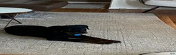 Rottweiler dogs for sale: Maxi - Ad 4