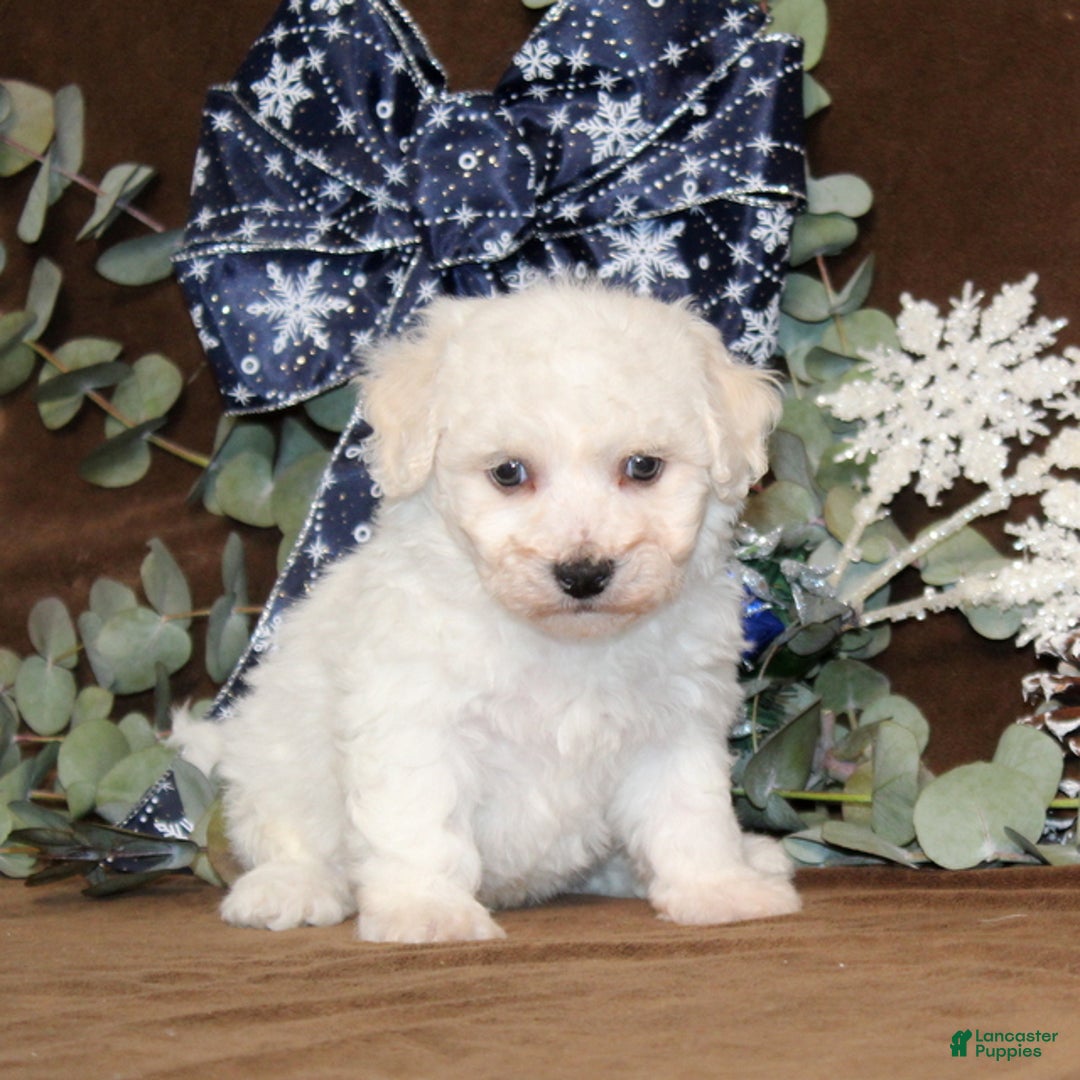 Bichon Frise dogs for sale: Tyson - Ad 1