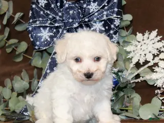 Bichon Frise dogs Tyson - Ad 30