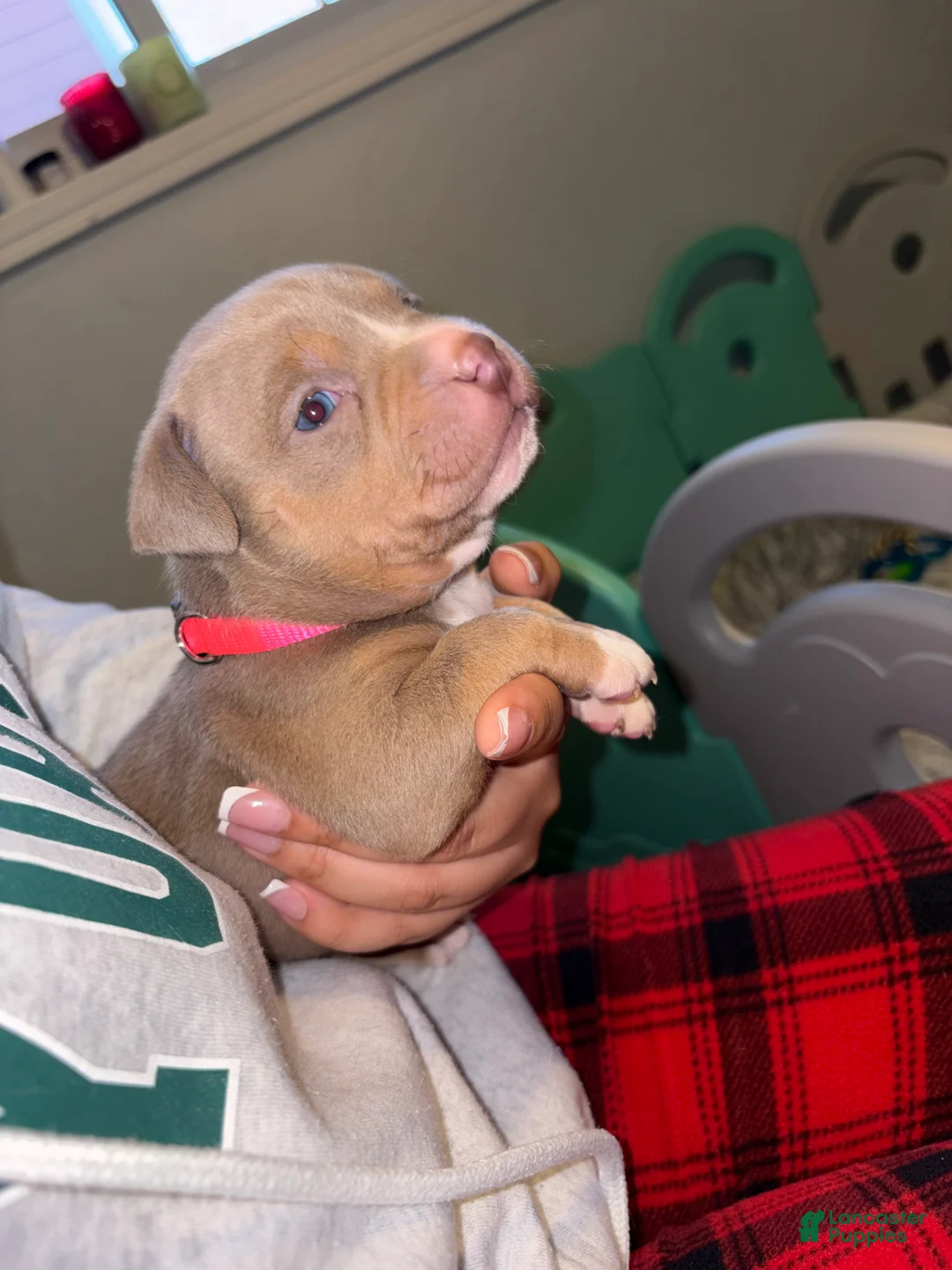 American Bulldog dogs for sale:  Puppy 8 Pink - Ad 2