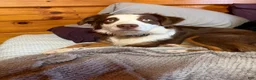 Mixed Breed dogs for sale: Mixed Breed 7 - Ad 3