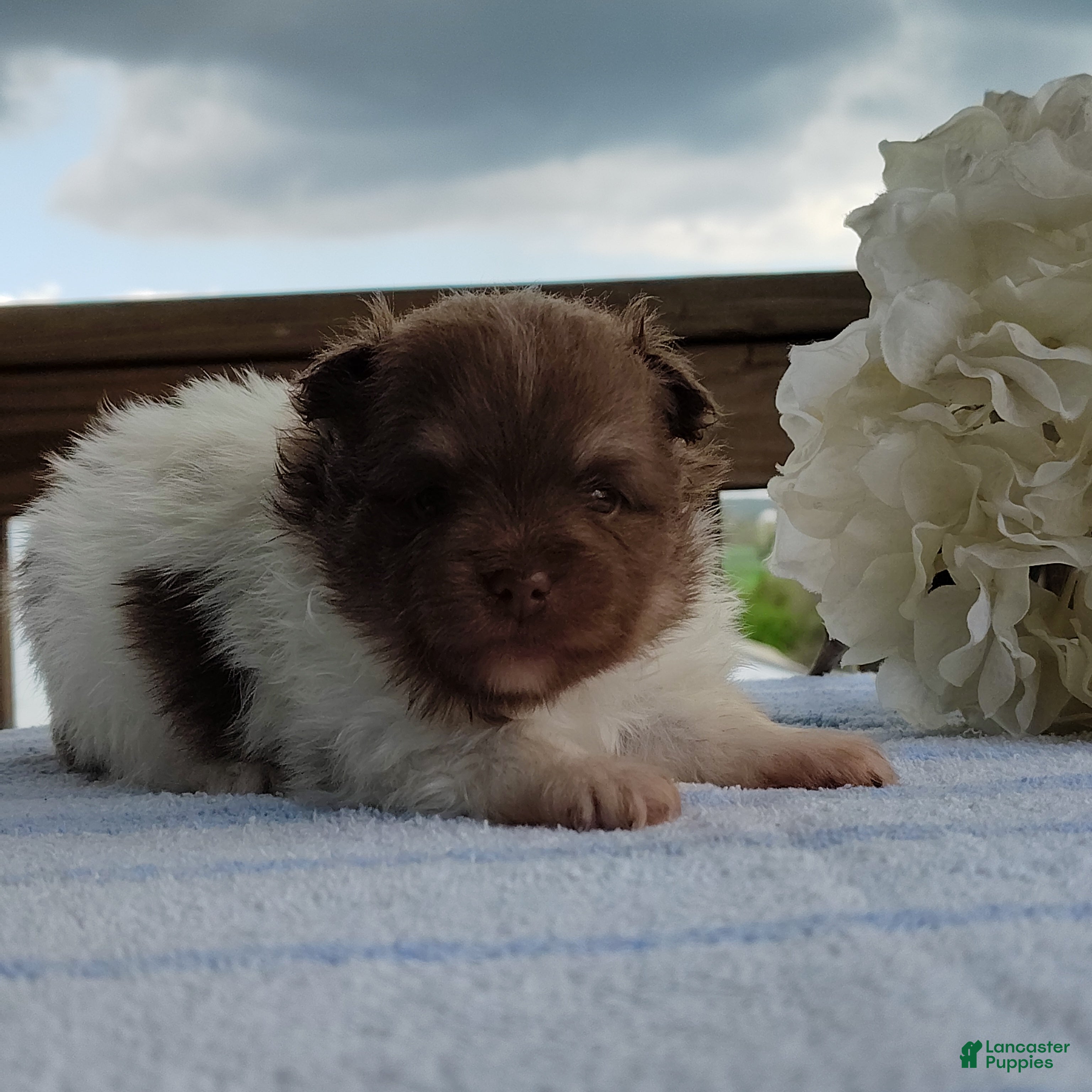 Pomeranian dogs Puddin - Ad 1