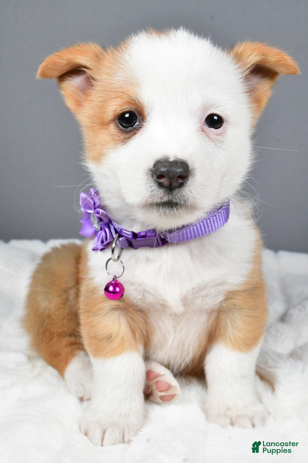 Welsh Corgi Pembroke dogs for sale: Beauty - Ad 6