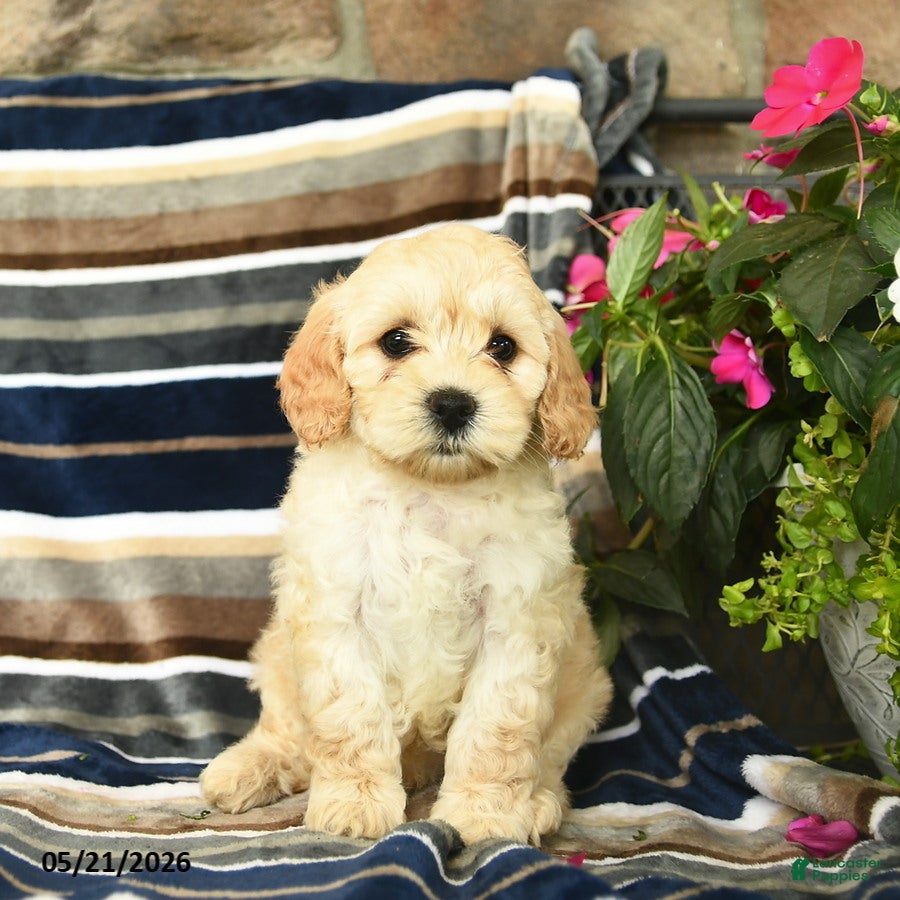 Mini Goldendoodle dogs Ember  - Ad 2