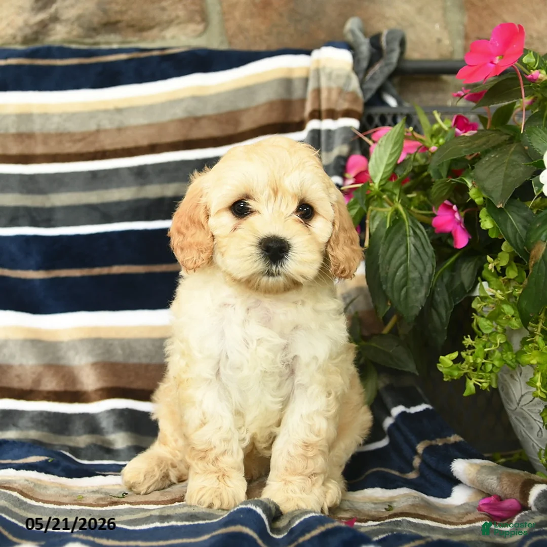 Mini Goldendoodle dogs for sale: Ember  - Ad 2