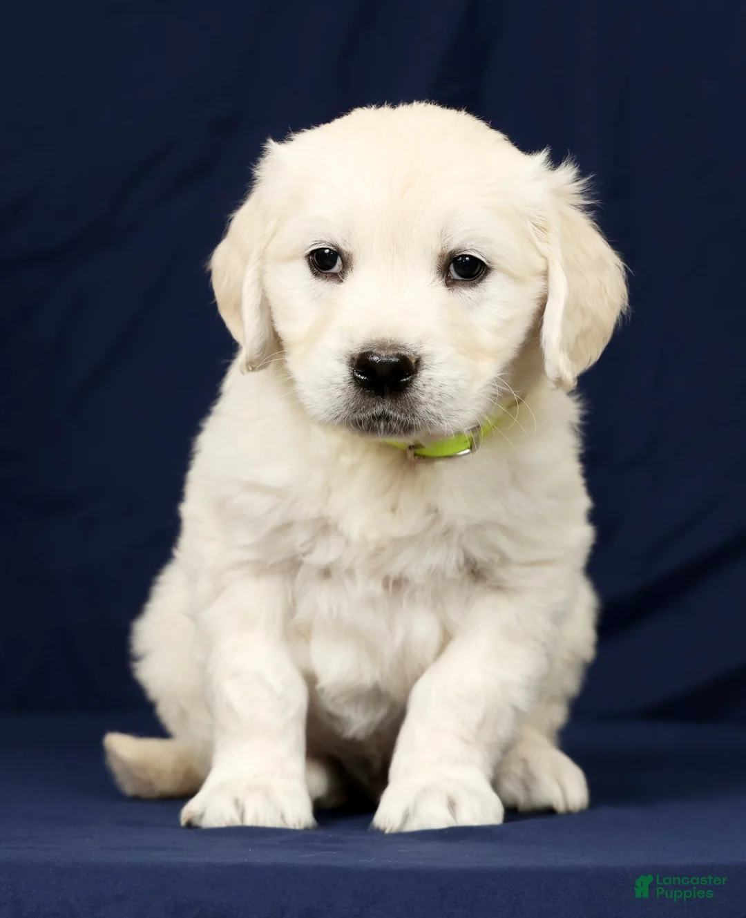 Golden Retriever dogs for sale: Toby - Ad 2