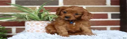 Cavapoo dogs for sale: Forrest - Ad 8