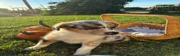 Australian Shepherd dogs for sale: Australian Shepherd 3 - Ad 1