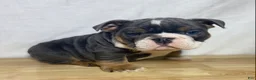 English Bulldog dogs for sale: Cali - Ad 8