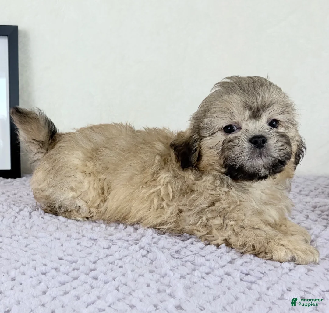 Shihpoo dogs for sale: Aaron - Ad 5