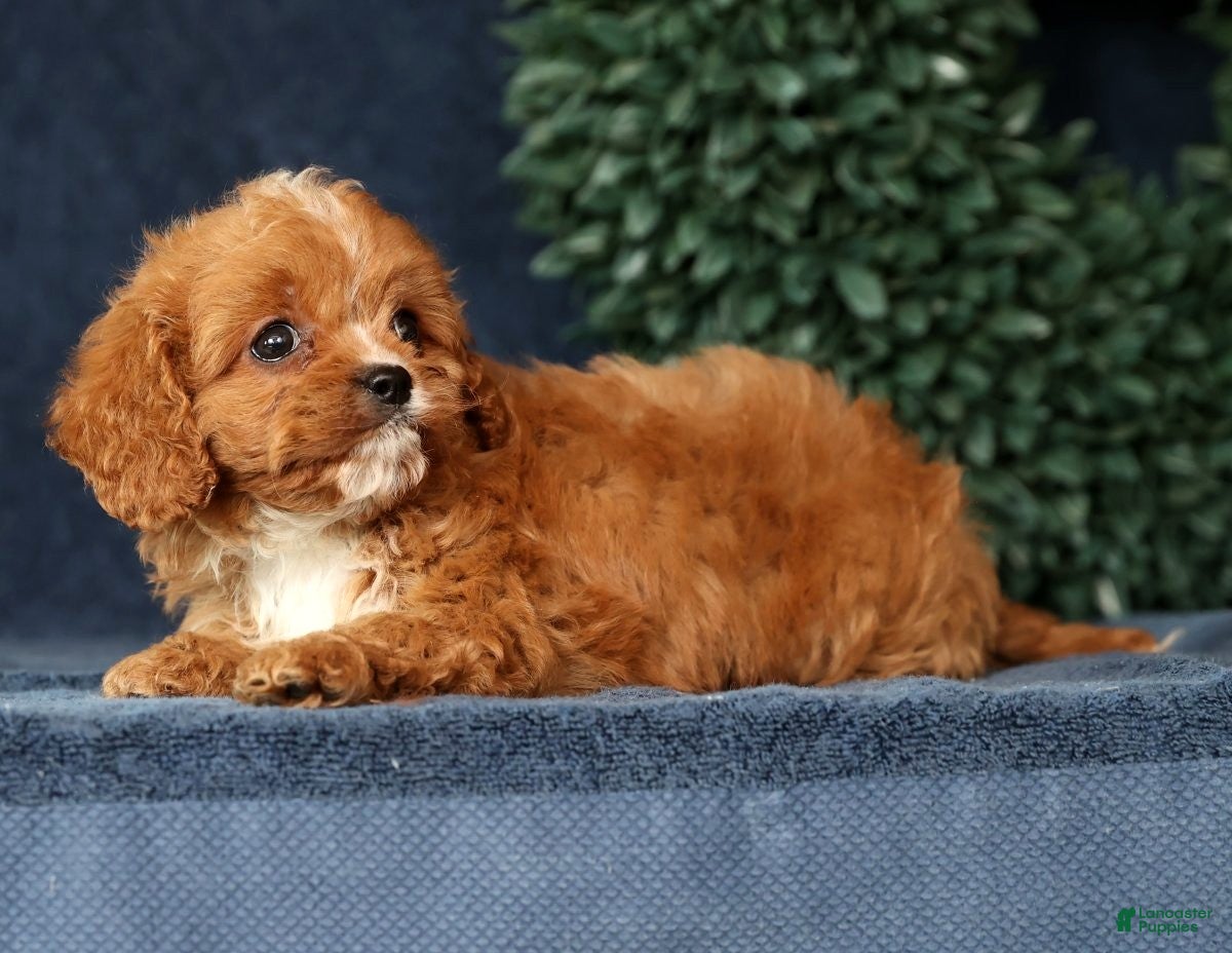 Cavapoo dogs Ingrid - Ad 2