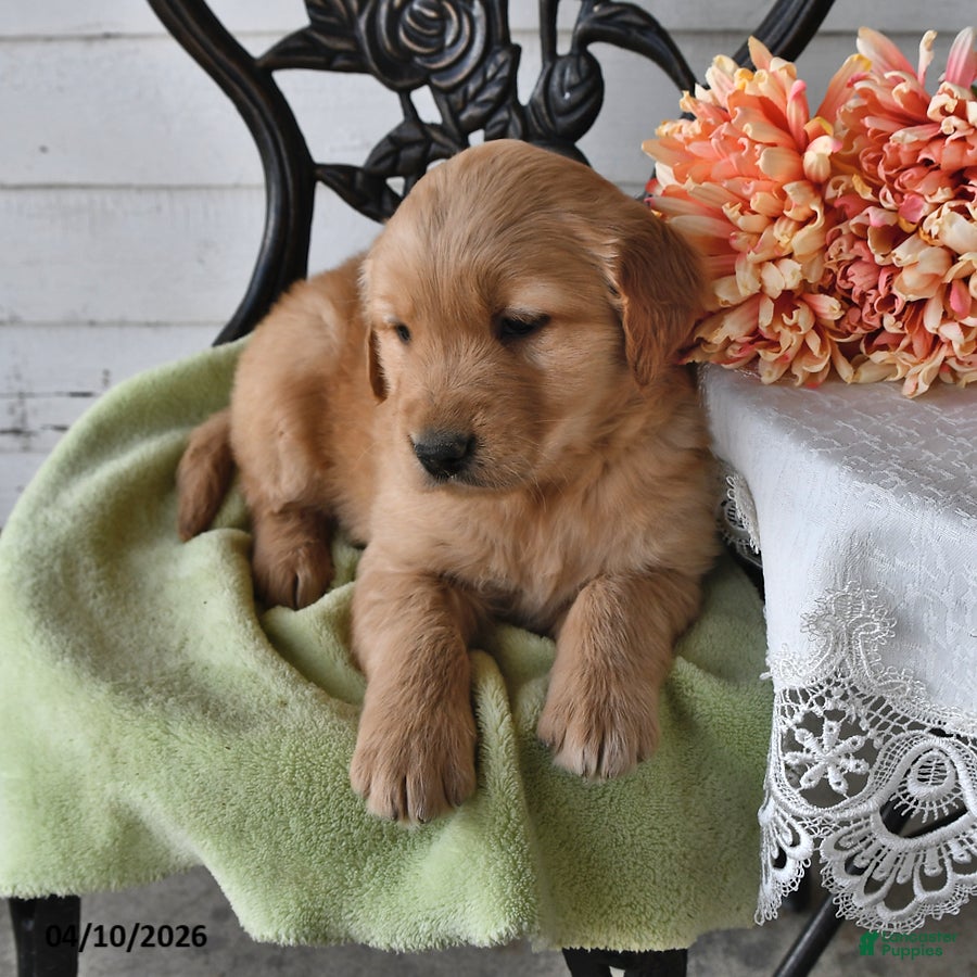 Golden Retriever dogs Roy  - Ad 1