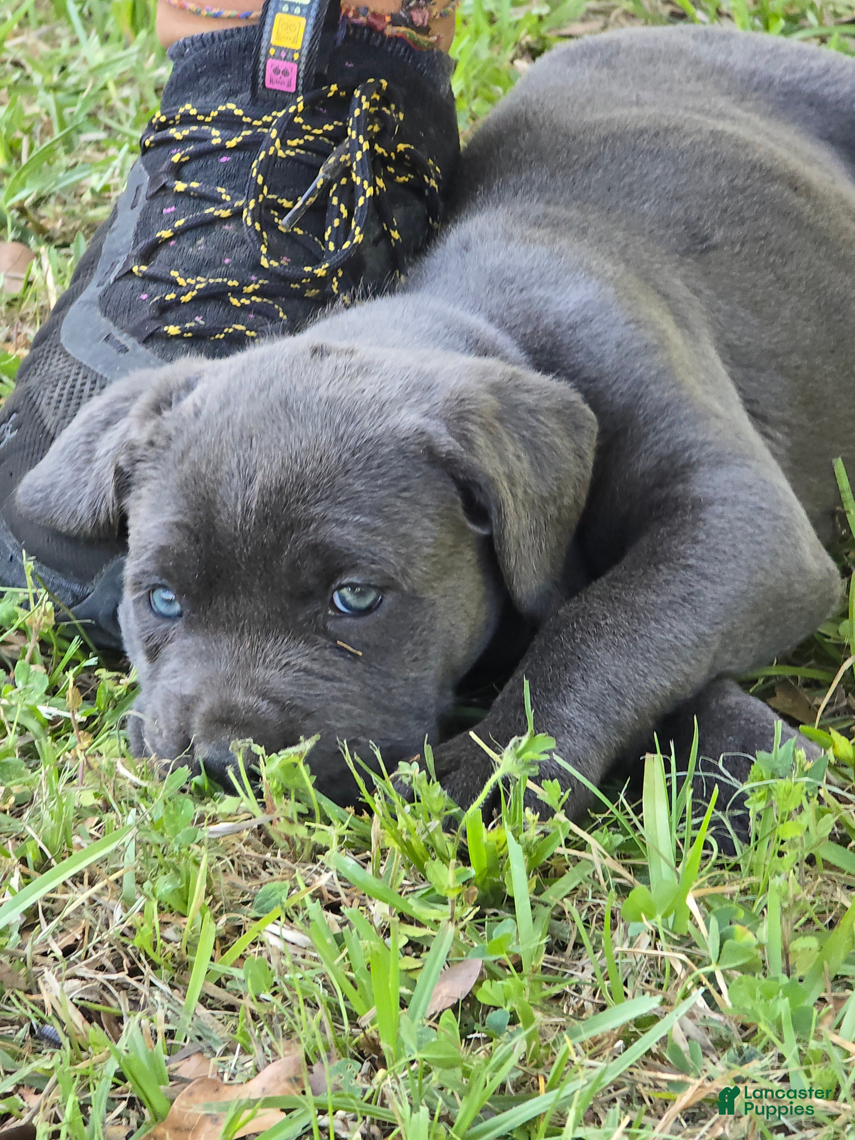 Cane Corso dogs for sale: Cane Corso Puppy 5 - Ad 3