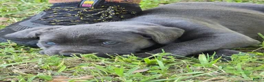 Cane Corso Puppy 5