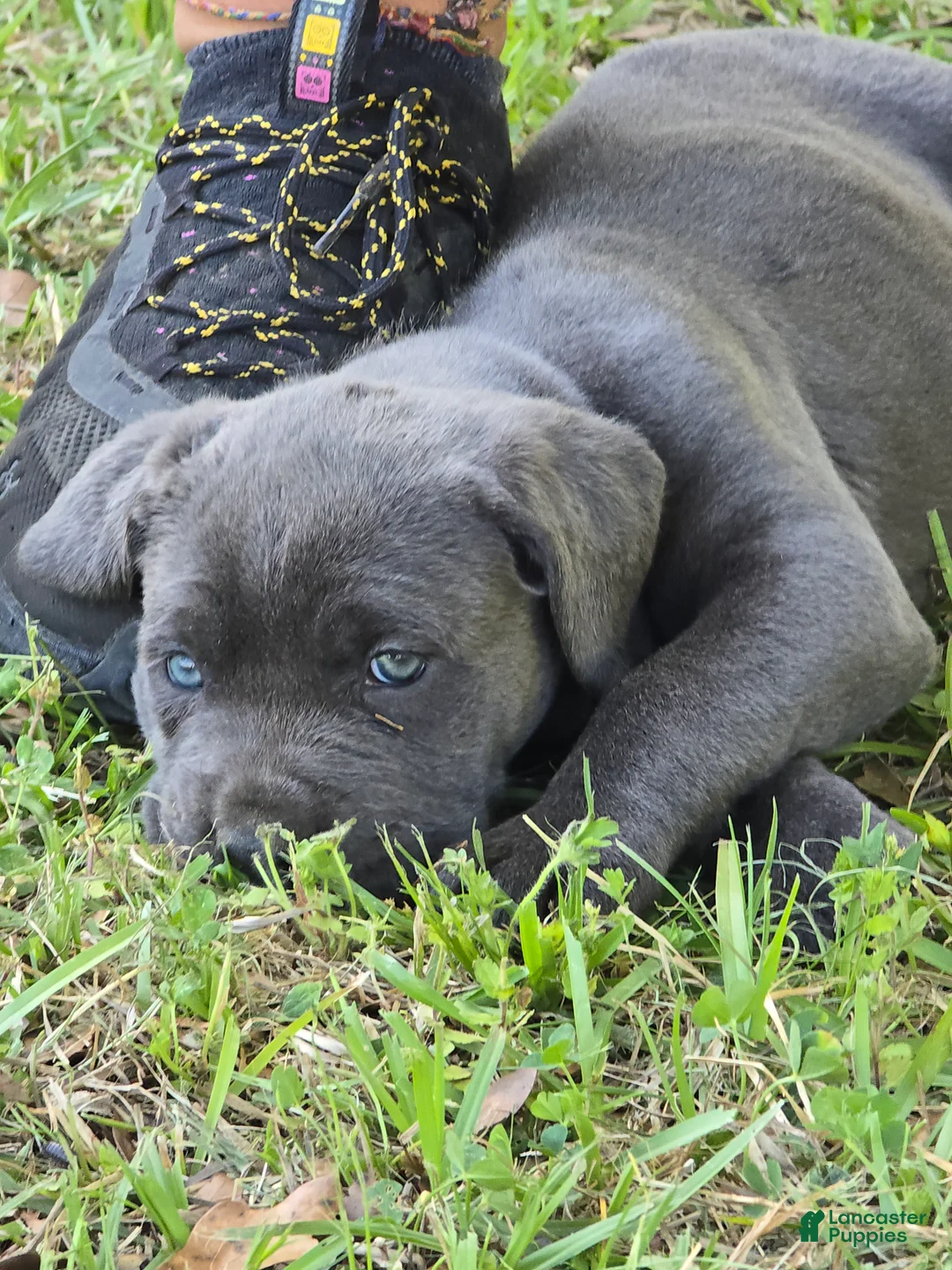 Cane Corso dogs for sale: Cane Corso Puppy 5 - Ad 1